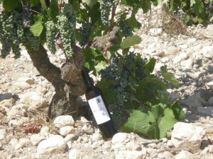 80 Year Old Monastrell Vines of Bodegas Castaño