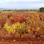 Those wonderful Autumn colours in the vineyards of La Rioja!